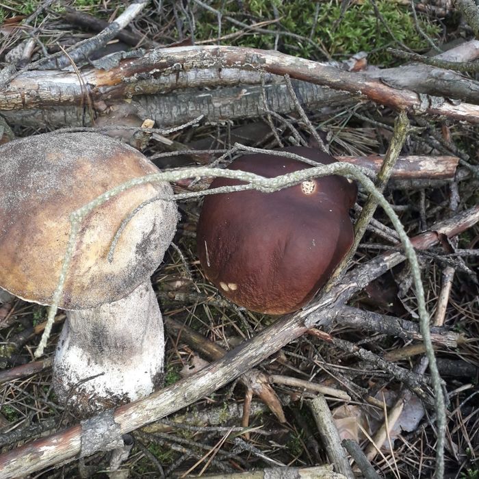 Suszone grzyby borowik / prawdziwek