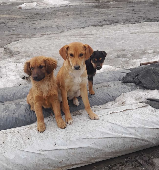 Цуценята в гарні руки, шукають родину