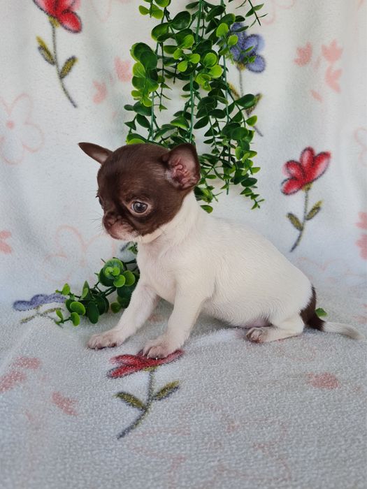 Excelente super miniatura menina Chihuahua/Chiuaua LinhagemRussa de Qualidade