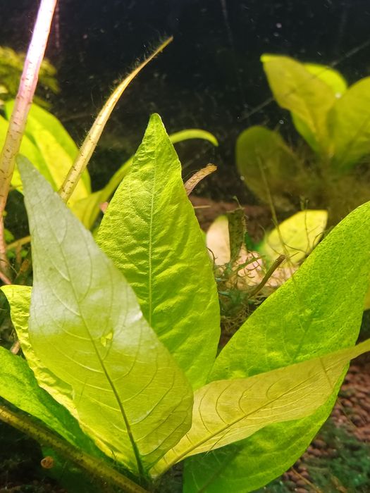 Hygrophila Corymbosa
