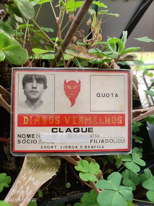 Cartão diabos vermelhos Benfica futebol