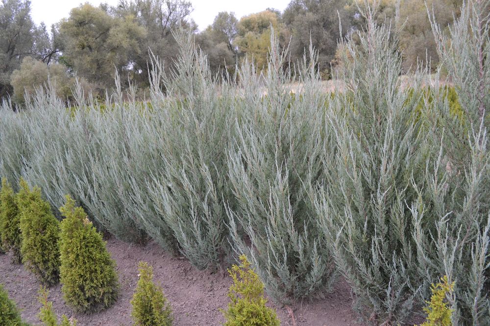 Ялівець скельний Блю Арроу "Blue Arrow"