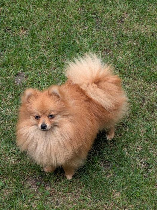 szpic miniaturowy pomeranian