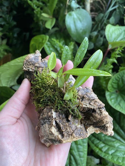 Мініатюрна орхідея Bulbophyllum saltatorium var, albociliatum