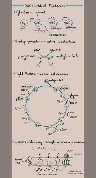 Notatki maturalne biologia rozszerzona pdf