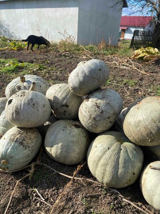 Сіровозька насіння гарбуза