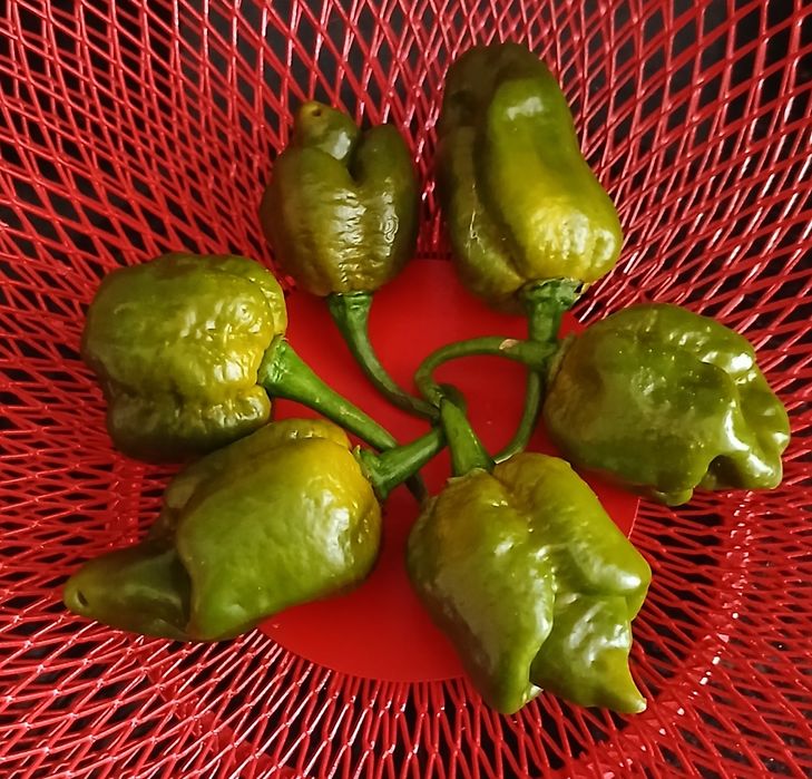 Sementes Pimentas Nucleares,OFERTA Portes Envio