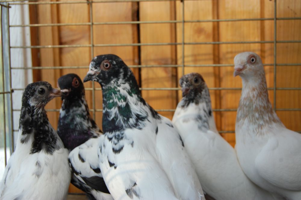 Gołębie ozdobne Budapeszty