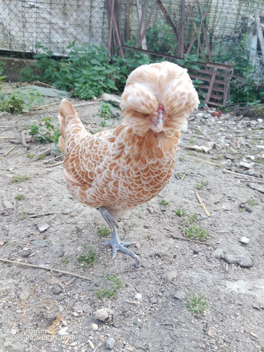 Czubatka miniaturowa jajka