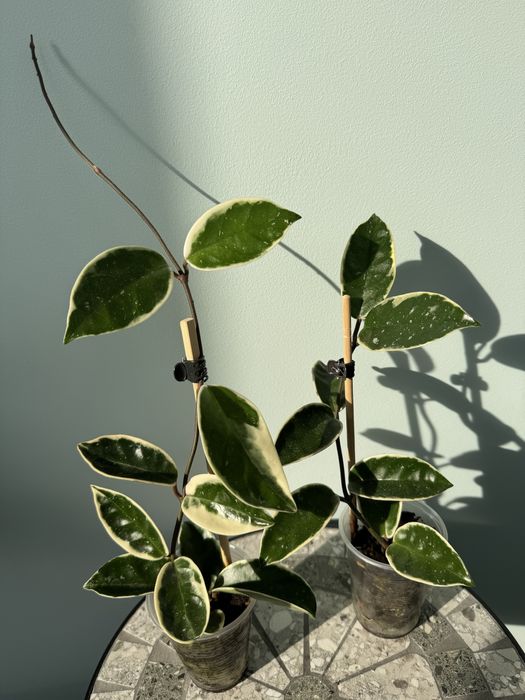 Хойя Кримсон Квин( Hoya carnosa Crimson Queen)