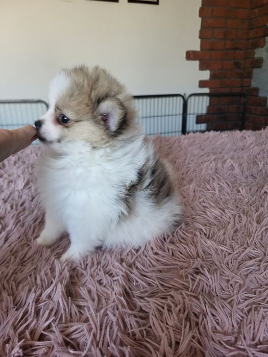 Szpic miniaturowy pomeranian