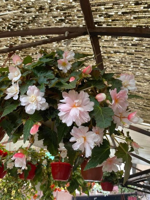 Ароматная бегония sweet spice appleblossom