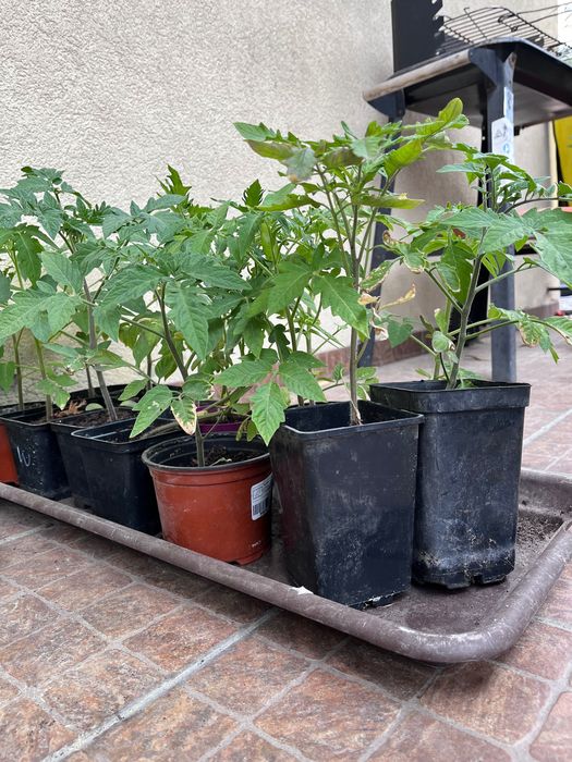 Sprzedam sadzonki pomidorów i papryki
