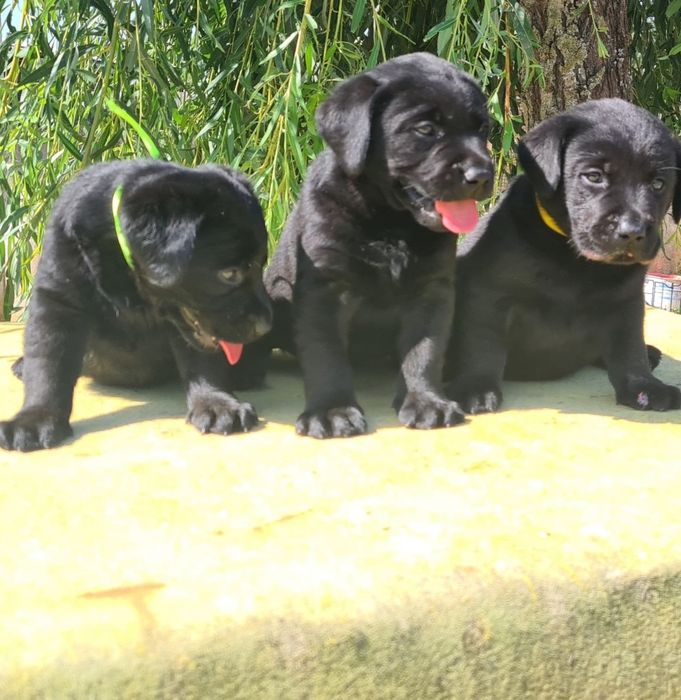Labrador retriever  preto