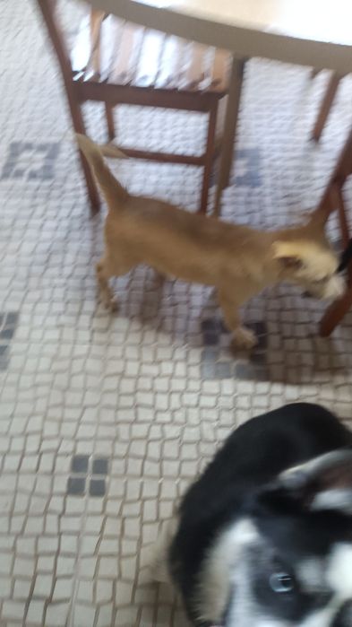 Linda cachorra castanha e manhas brancas