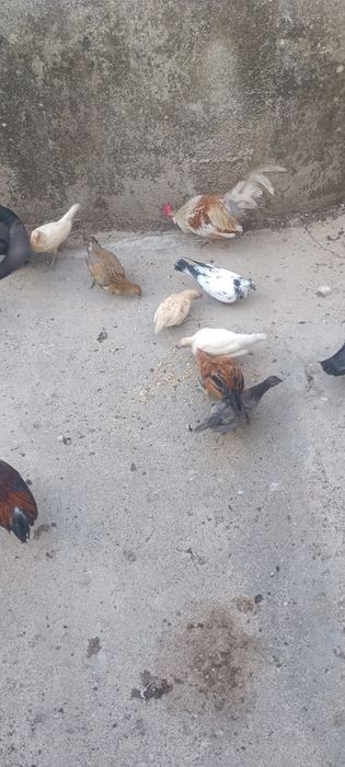 Galinhas kriel e Fracas