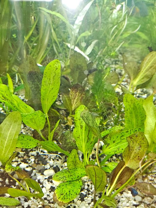 Żabienica Rośliny akwariowe Białystok