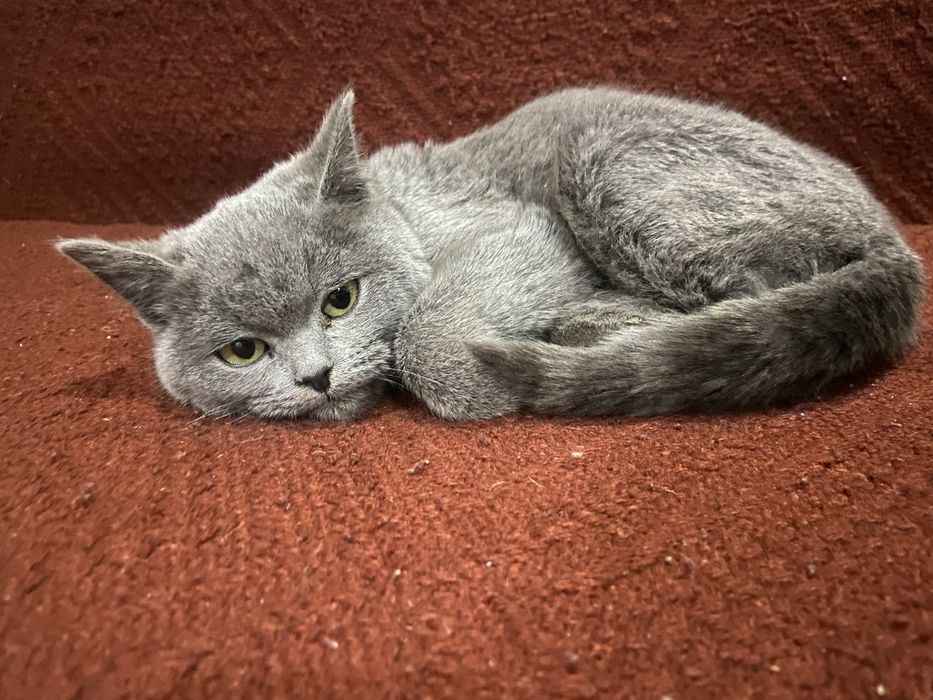 Котик шотландський