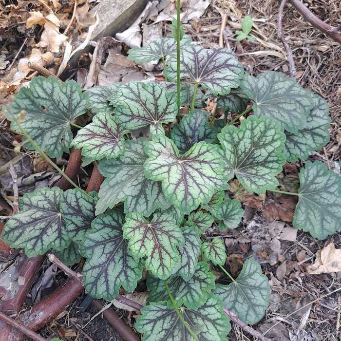 Саджанці гейхери.