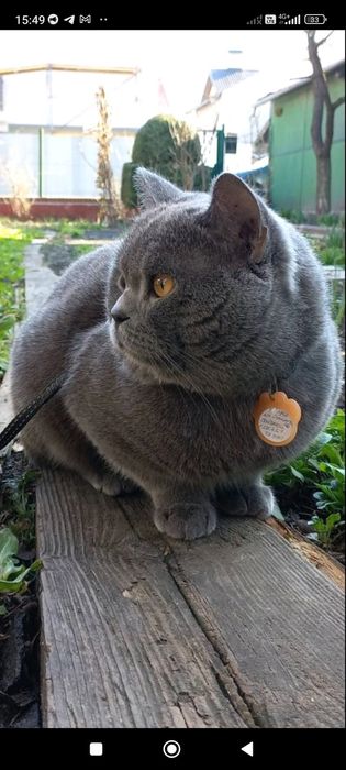 В'язка кіт британський короткошерстий прямовухий