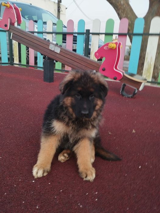 Pastor Alemão com lop e Afixo