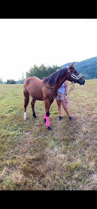 Redukcja stada !! AQH/Ślązak klacz 3 letnia