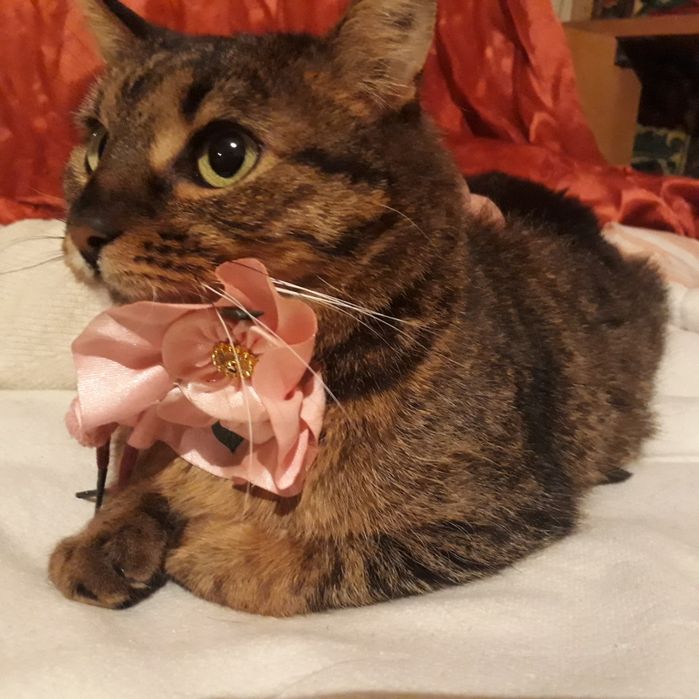 Кошка добрейшая,  собеседница, друг