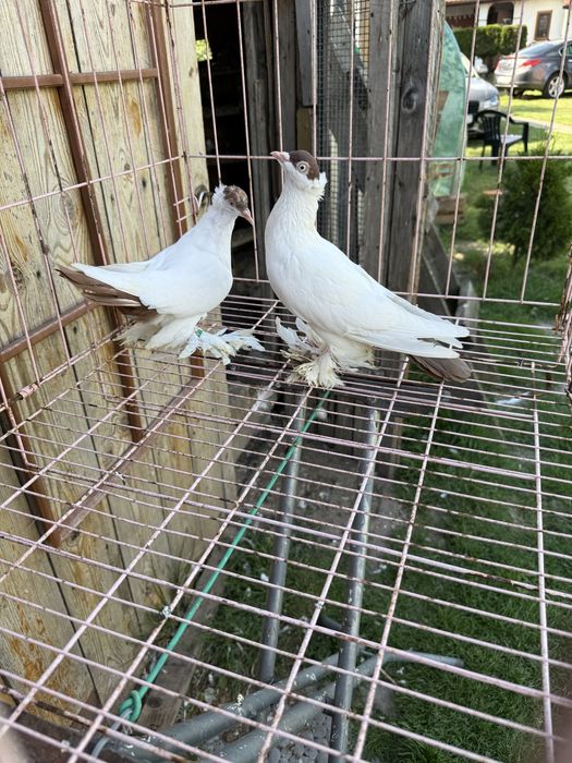 Sprzedam krymki Polskie czerwone