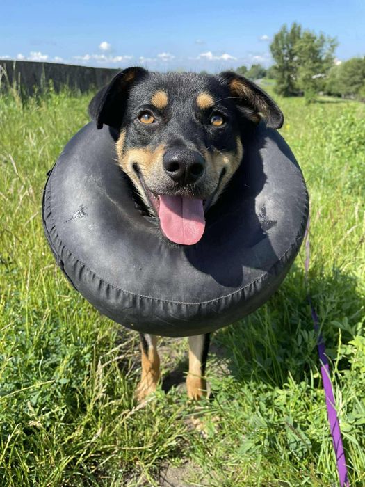 Lucek do adopcji! Sandomierz