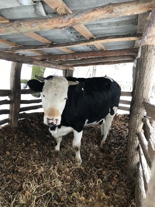 Продам тільну телицю 4 місяці