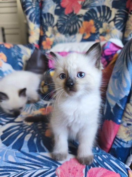 Kociaki kot kotka Ragdoll