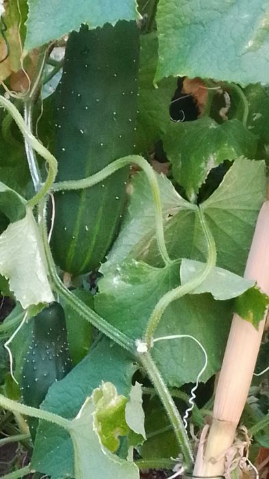 Pepinos e corgetes biologicos