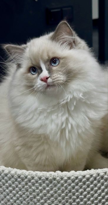 Cudowny kocurek rasy Ragdoll * Rodowód FIFE/FPL*