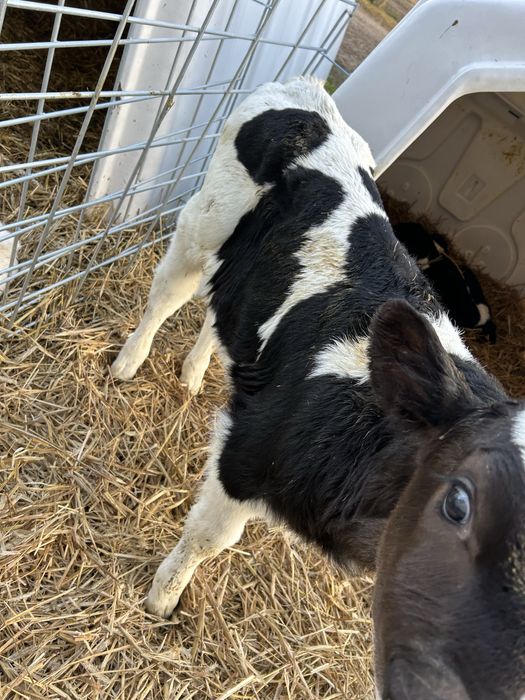 cielaki , byczki , hf , mięsne , sm