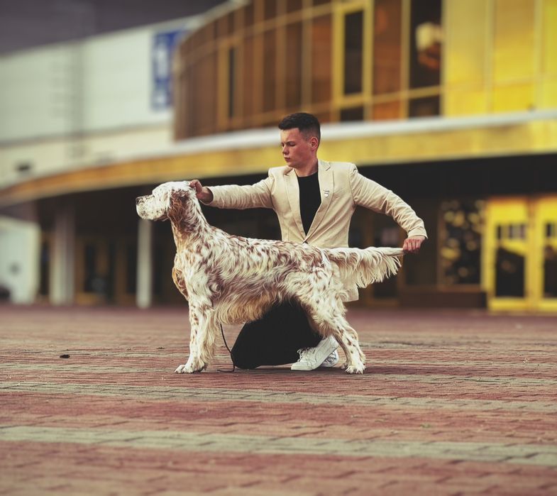 Англійський сетер