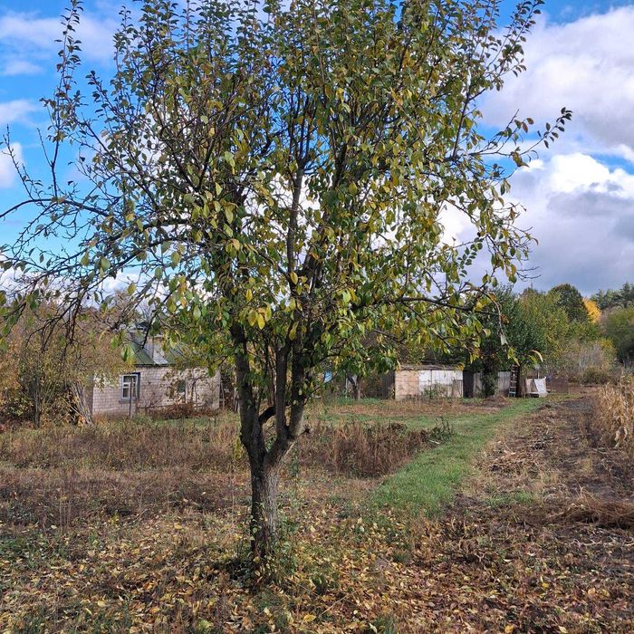 Розкіш Тиші: На Продаж Виставлено Заміський Будинок