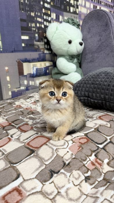 Золота шиншила хлопчик