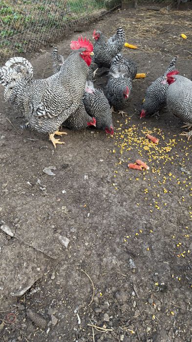 Амрокс інкубаційні яйця