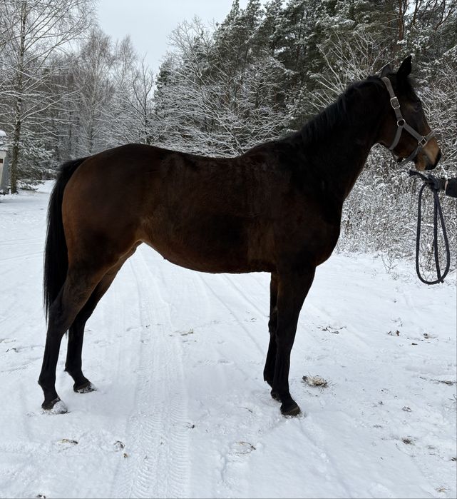 Klacz Inka sport/rekreacja