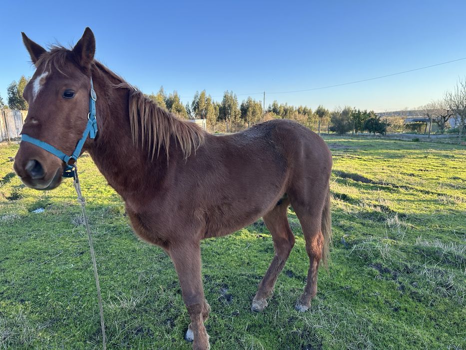 venda ou troca de poldro