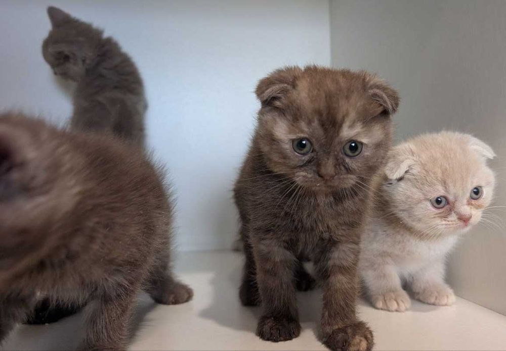 Кошенята Шотландці