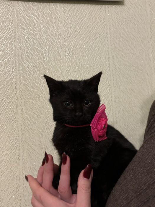 Віддам кошенят у добрі руки