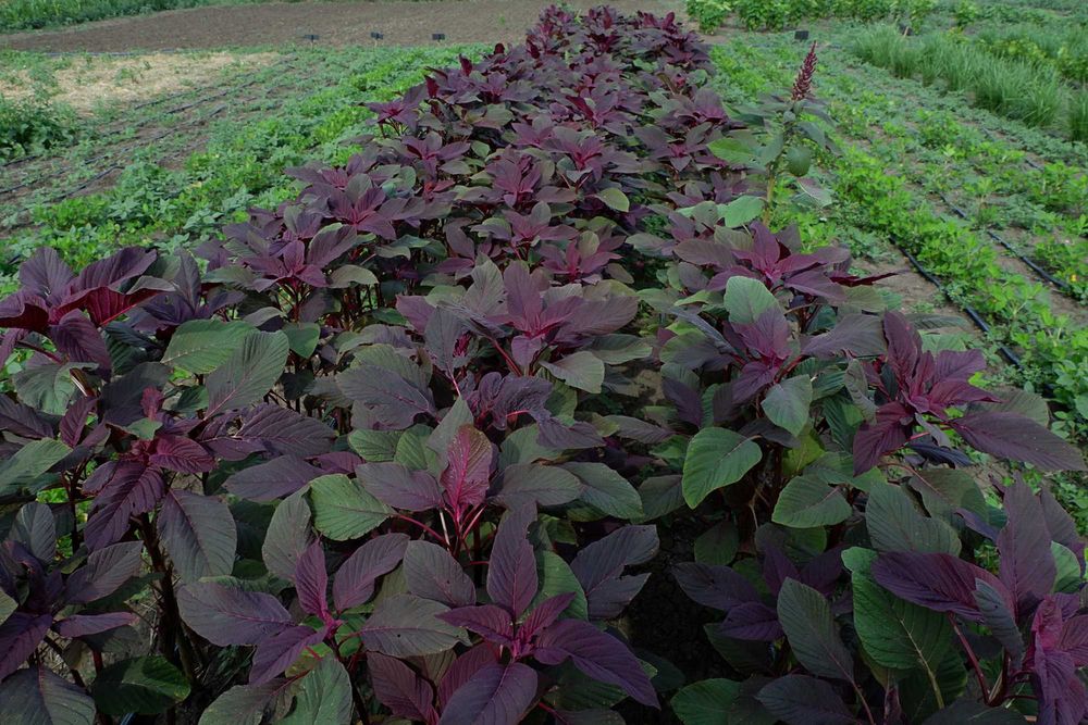 Амарант насіння (5 сортів) на посадку семена є безкоштовна доставка