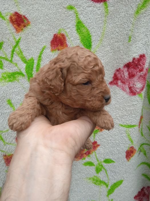 Мальтіпу супер щенки