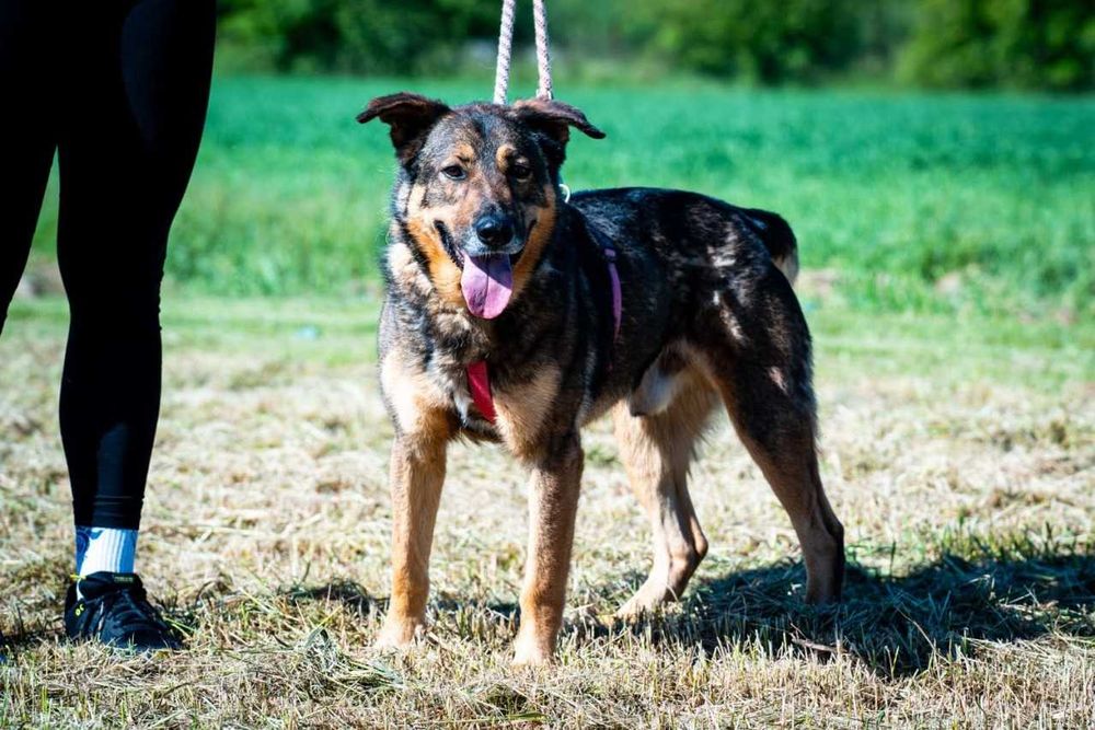 Szamal - psi wesołek w typie owczarka niemieckiego ADOPCJA