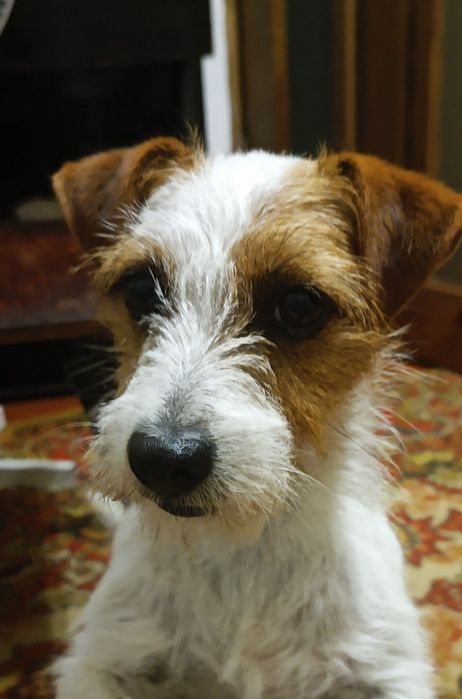 Щенки отДжек Рассела, помесь