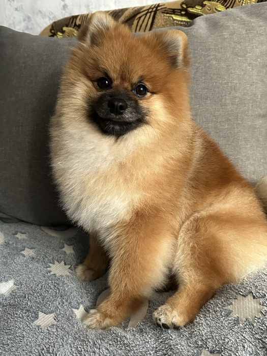 вязка померанський шпіц