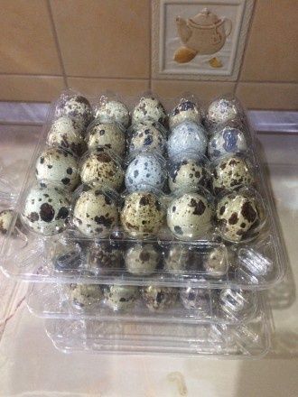 Інкубаційне яйце перепелів техас, фенікс