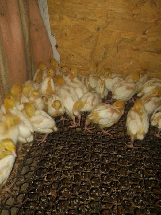 Перепілки підрощені несушки несучки