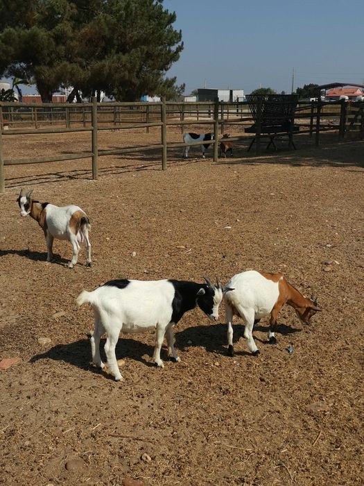 Cabritos e cabras anãs nascidos em Agosto